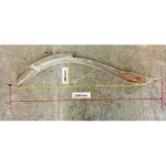 Aile arrière droite pour automobile à transmission par chaine