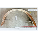 Paire d'ailes arrière environ 1905